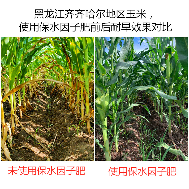 黑龍江齊齊哈爾地區(qū)玉米，使用保水因子肥前后耐旱效果對(duì)比
