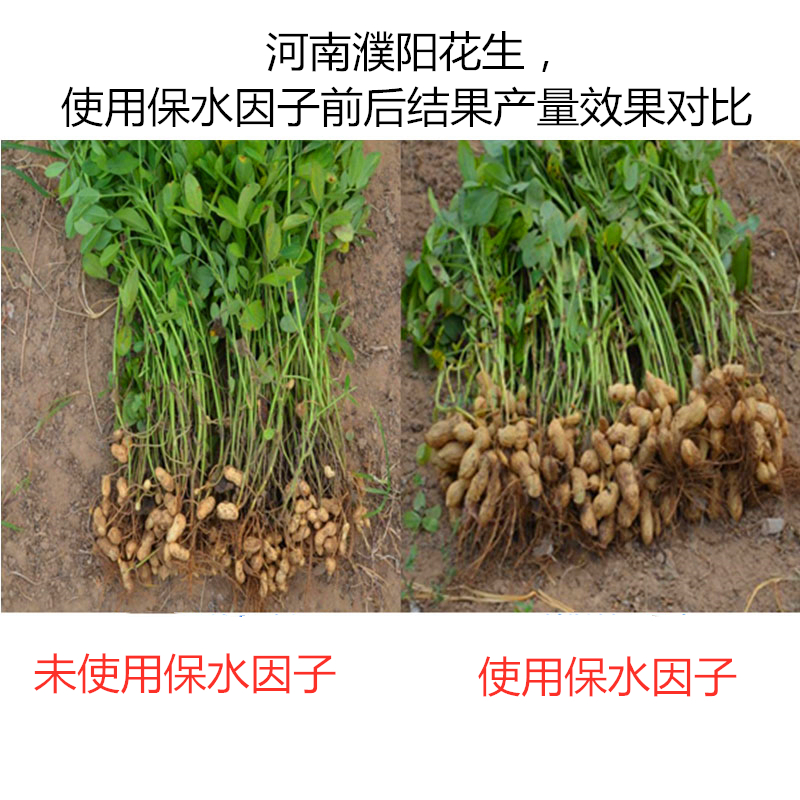 河南濮陽(yáng)花生，使用保水因子前后結(jié)果產(chǎn)量效果對(duì)比
