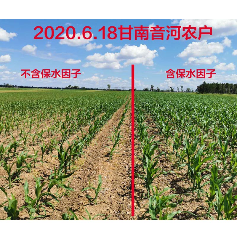 黑龍江齊齊哈爾地區(qū)玉米，使用保水因子肥前后長(zhǎng)勢(shì)效果對(duì)比