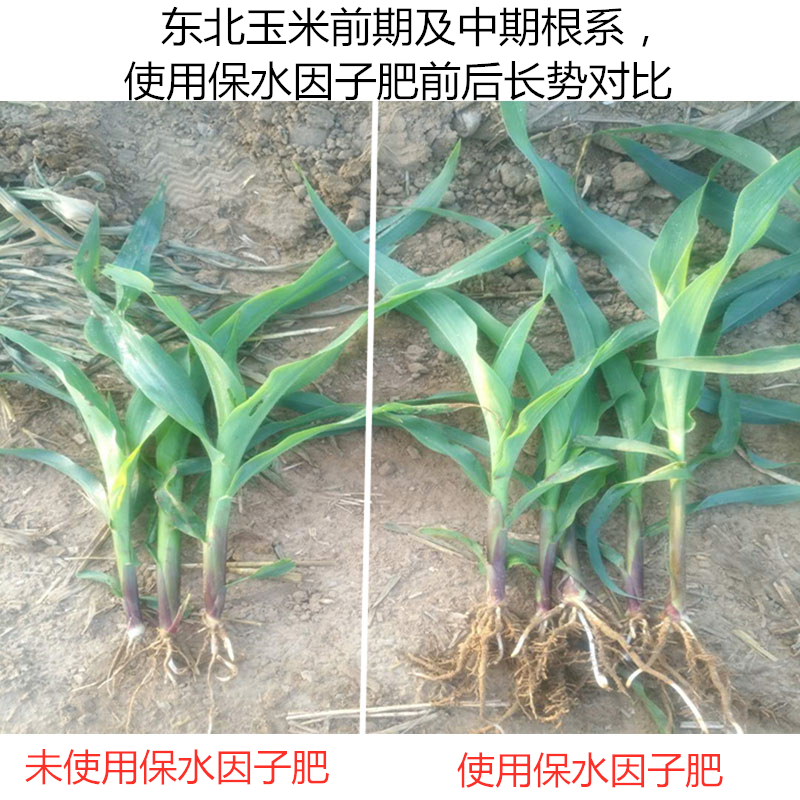 東北玉米前期及中期根系，使用保水因子肥前后長勢對比
