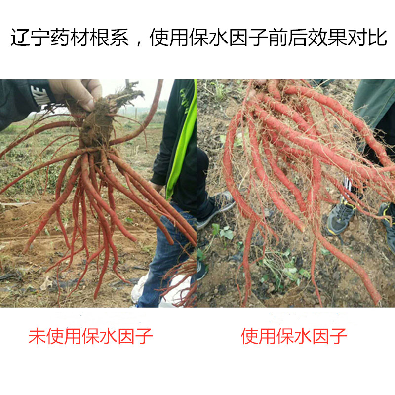 遼寧藥材根系，使用保水因子前后效果對比