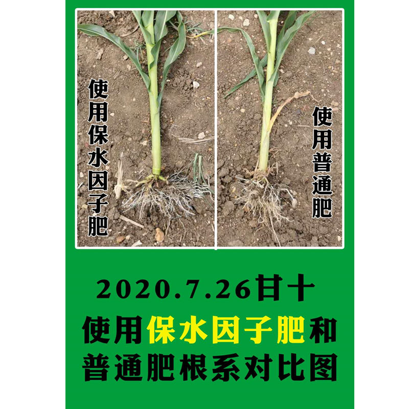 黃瓜苗根系，使用保水因子前后效果對比