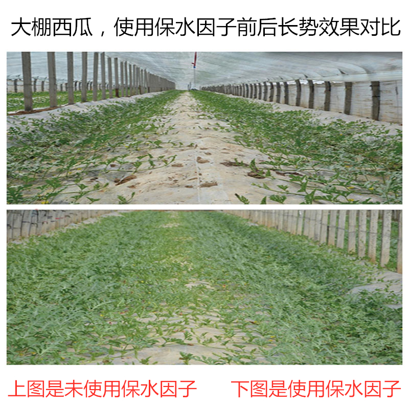 大棚西瓜，使用保水因子前后長勢效果對比
