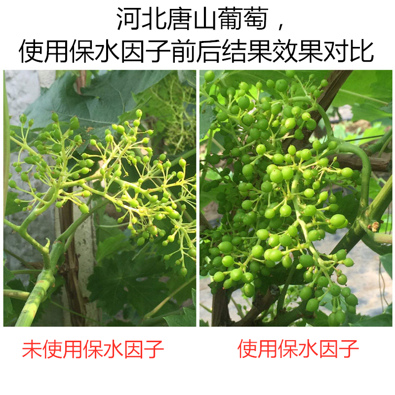 河北唐山葡萄，使用保水因子前后結(jié)果效果對比
