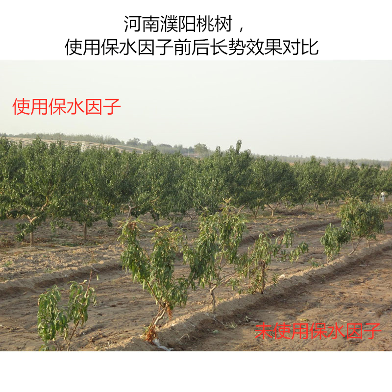 河南濮陽桃樹，使用保水因子前后長勢效果對比
