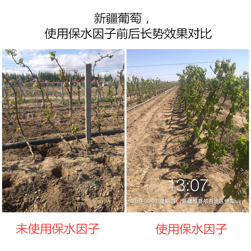 河南濮陽桃樹，使用保水因子前后長(zhǎng)勢(shì)效果對(duì)比