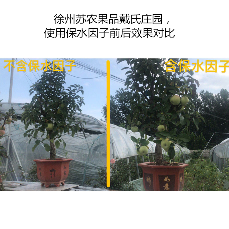 徐州蘇農(nóng)果品戴氏莊園，使用保水因子前后效果對(duì)比
